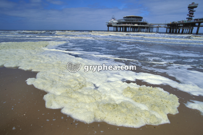 Pollution Mer de Nord - gryphea.com